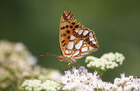 Kleiner Perlmuttfalter (Issoria lathonia) - © Emanuel Trummer